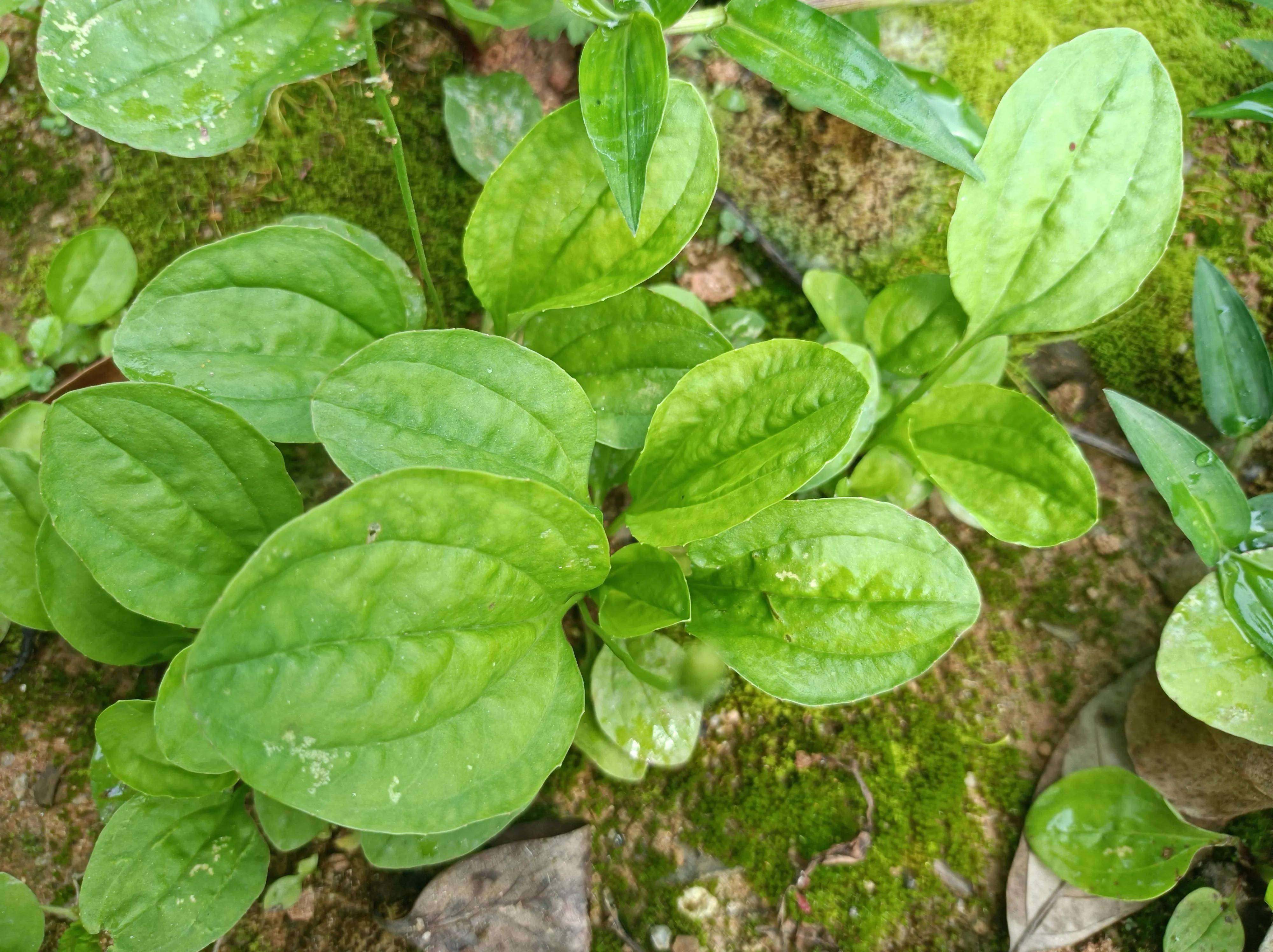 广东草药图片