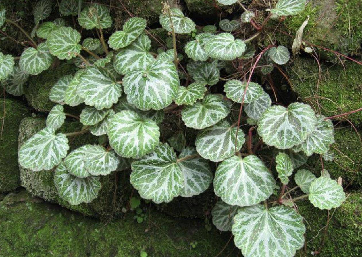 河边的1种"金线吊芙蓉",经常被忽视,殊不知珍贵,比绿萝美!