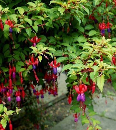 倒挂金钟何时修剪?如何摘心抹芽?_开花_进行_品种