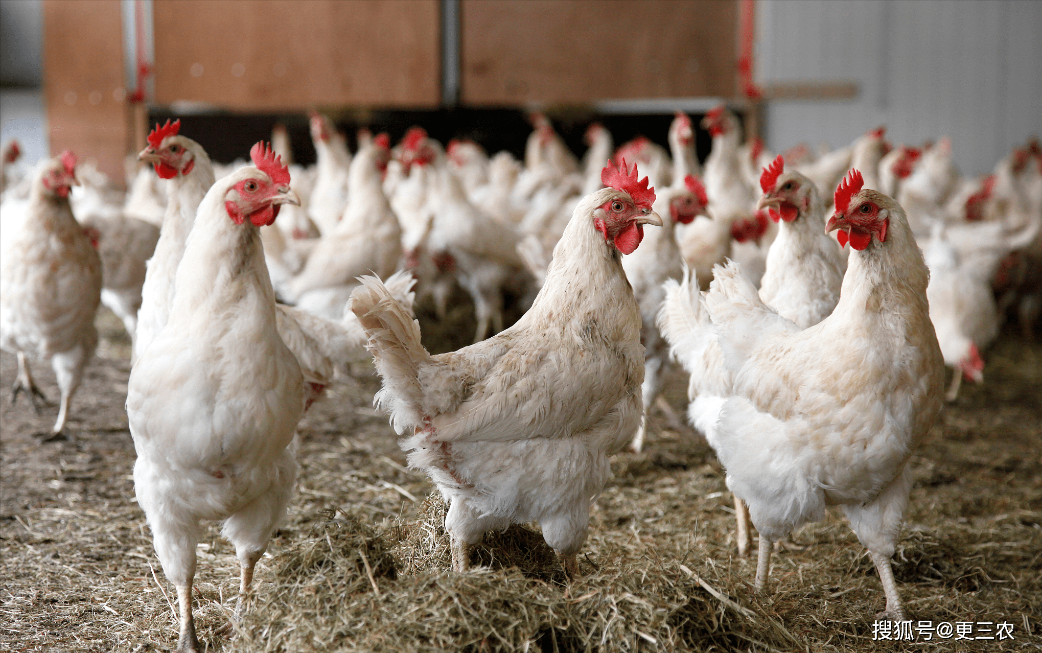 肉毛鸡价格最新行情走势（肉毛鸡价格最新行情）