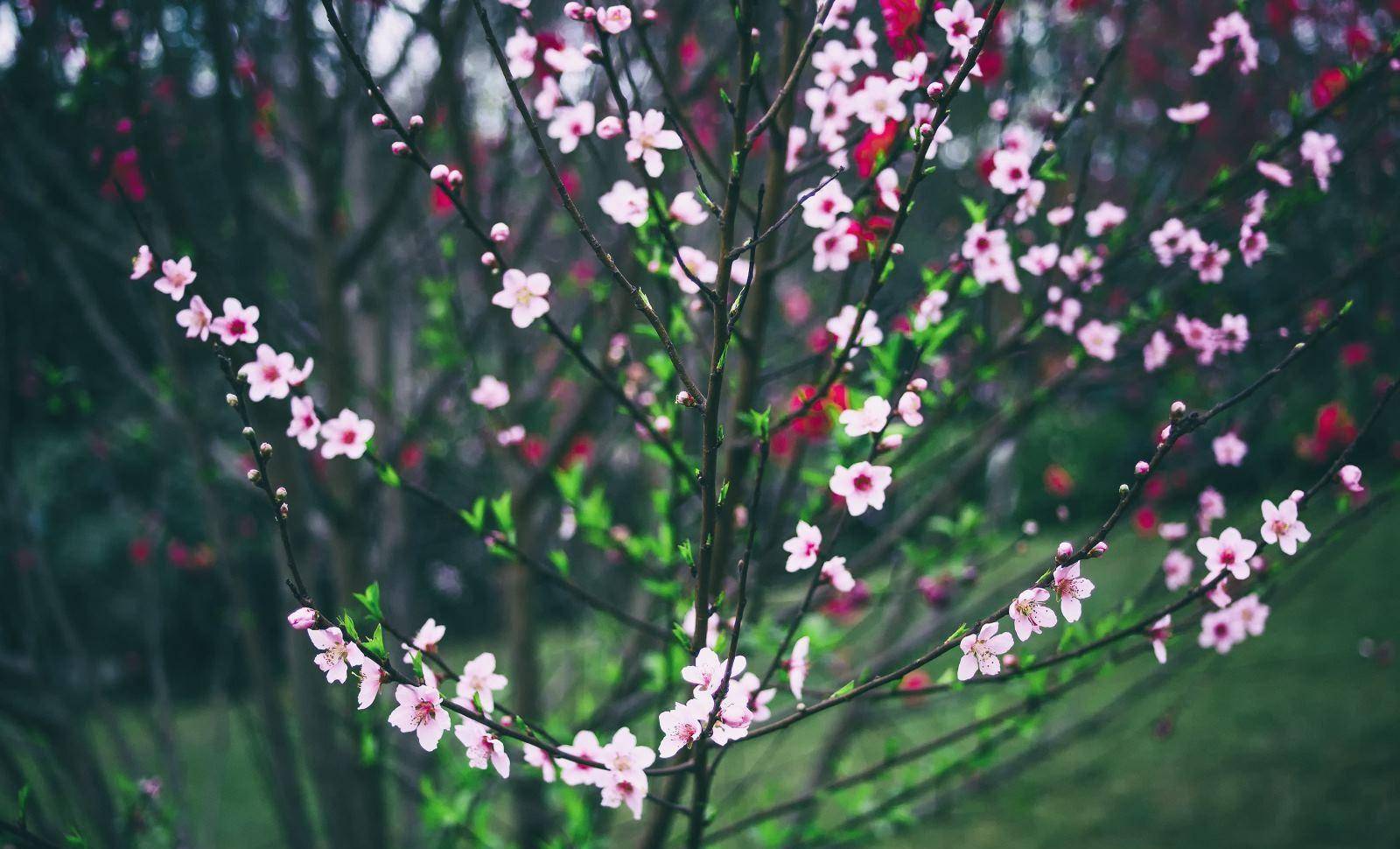 泸州东岩公园的桃花图片