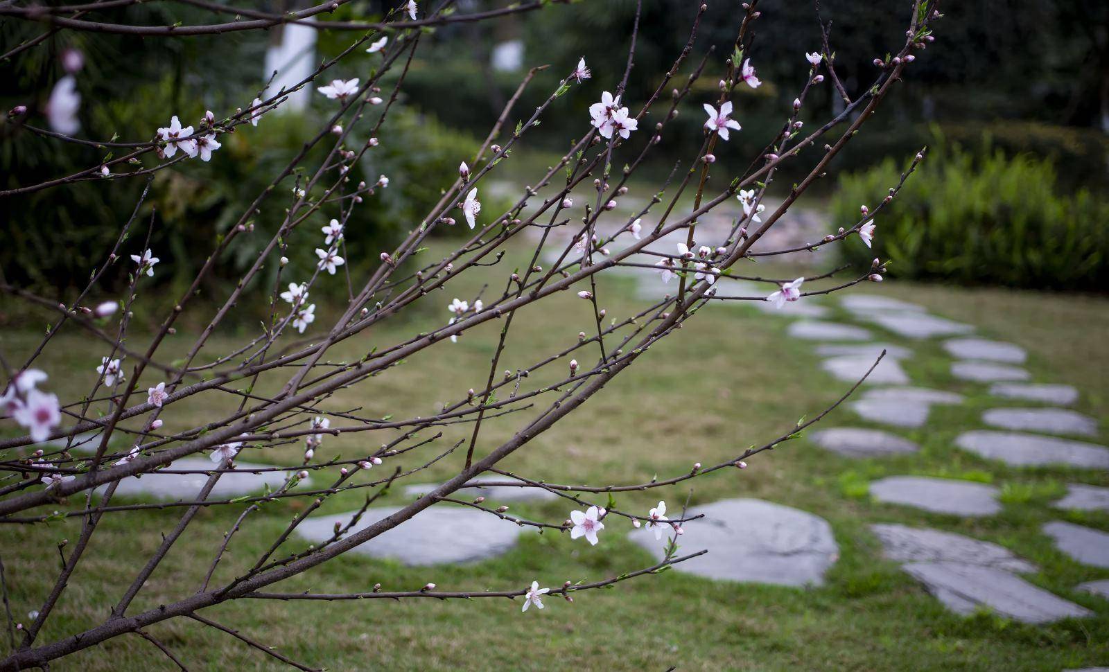 泸州东岩公园的桃花图片