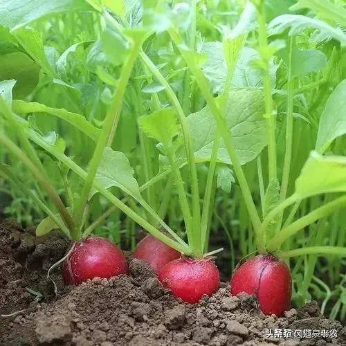 春种水萝卜的时间及做法_土壤_进行_品种