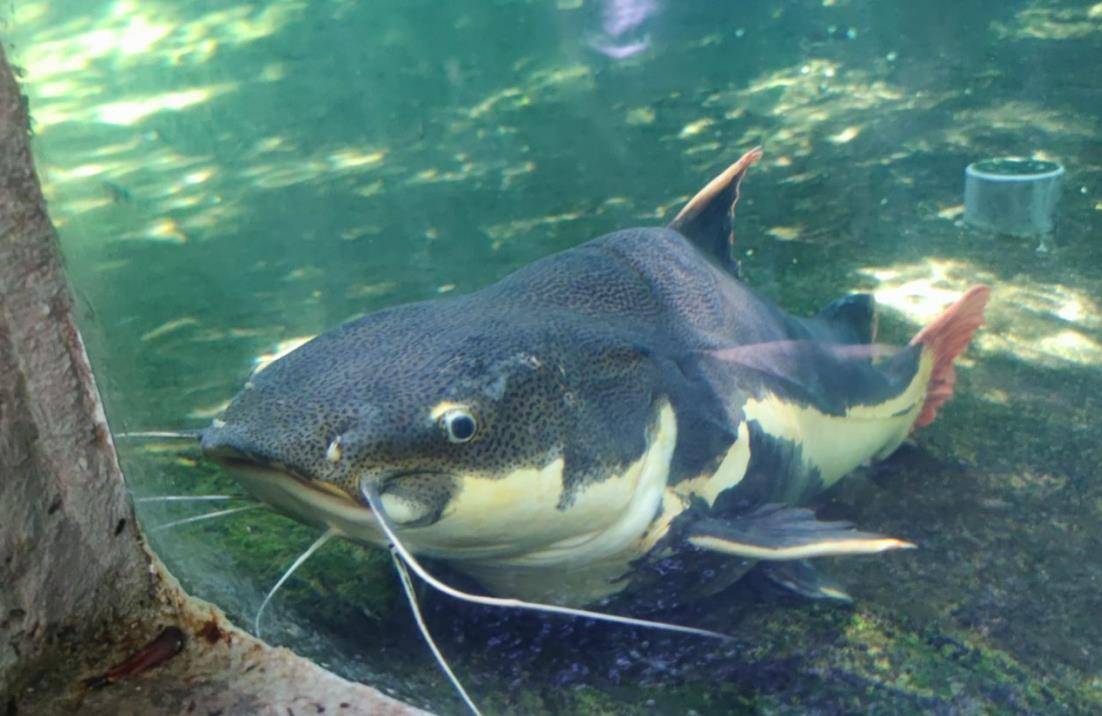 深圳市区中的雨林,藏着彩虹和神秘大鱼_青青世界_地方_林区