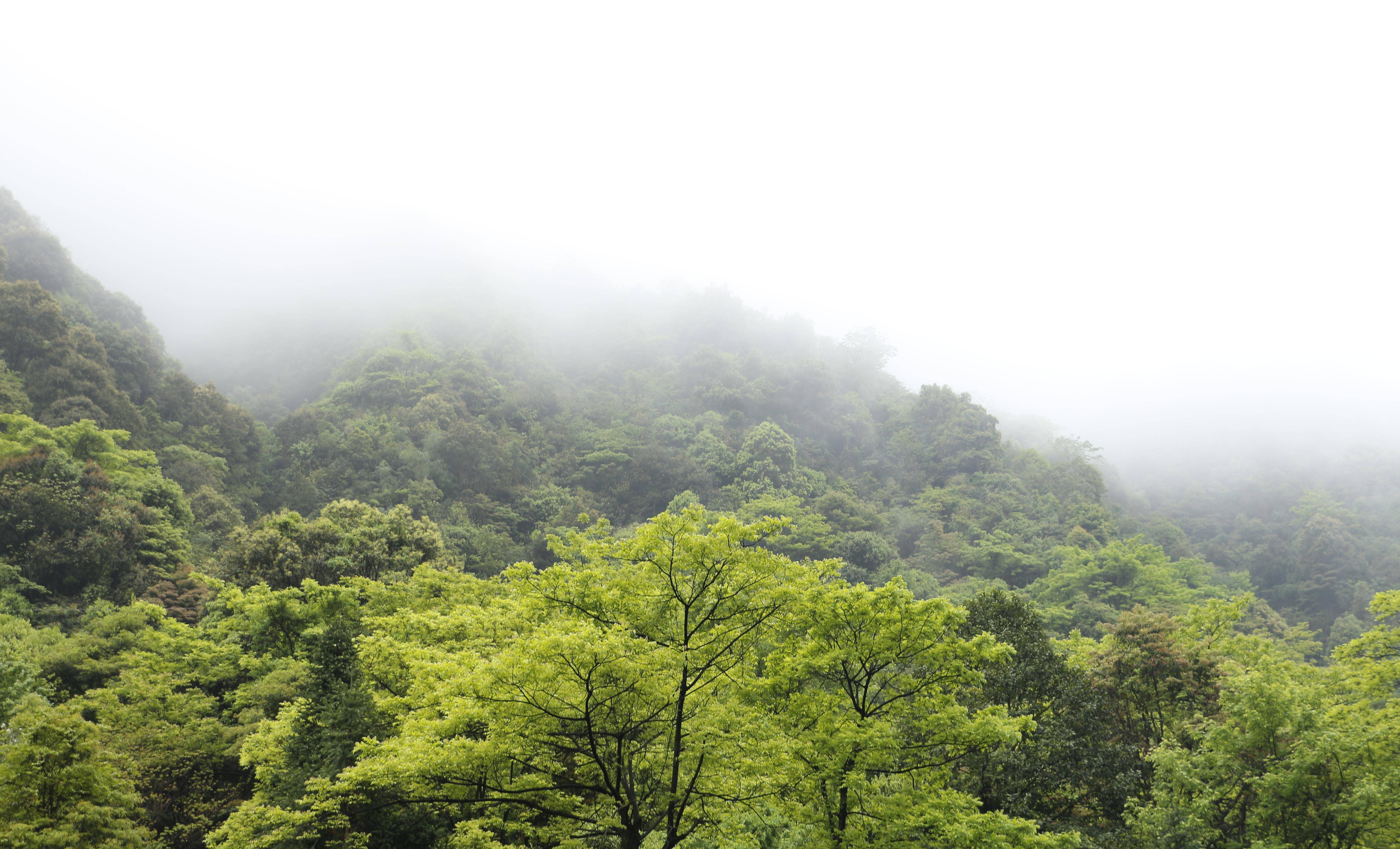 据相关资料记载 在这片沟壑纵横的原始森林里