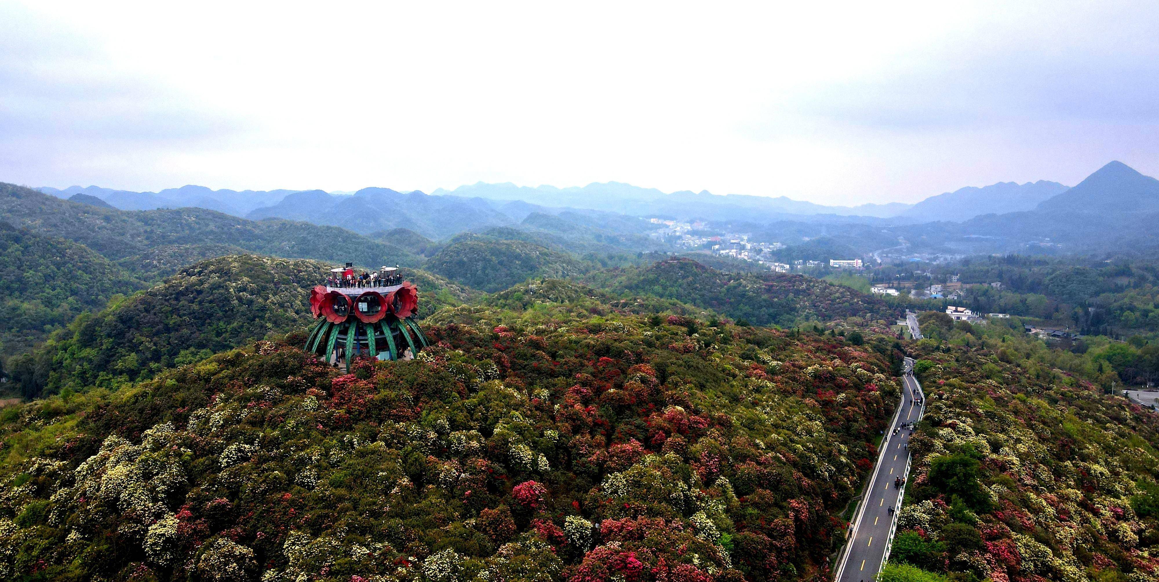 也是世界唯一的杜鹃花森林公园,景区主要包括金坡,普底,杜鹃花王,戛木