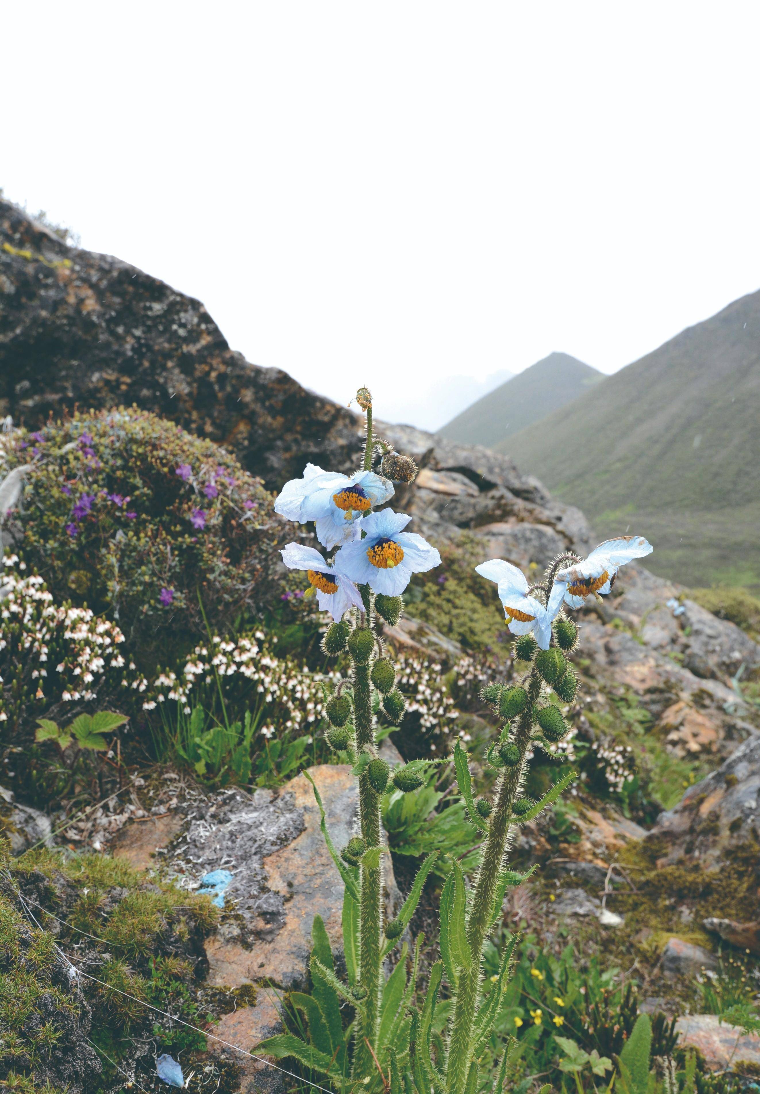 雪莲_兔子_青藏高原