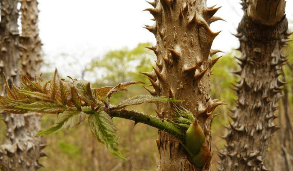 农村长刺的楤木,嫩芽被称为树上人参,山野菜之王,上100元一斤_龙牙_叶