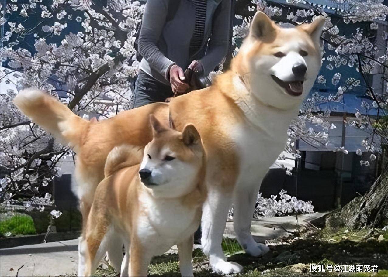 秋田和柴犬对比照片图片