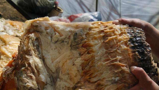 "肉芝状如肉.附于大石,头尾具有,乃生物也.