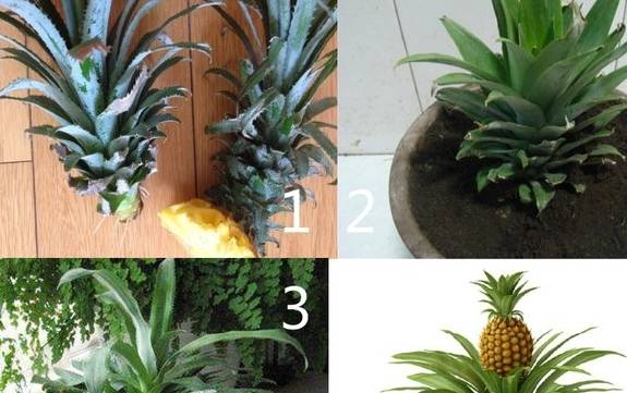 火龙果的时候把种子抠下来撒在花盆里即可,而且火龙果的生长周期很长