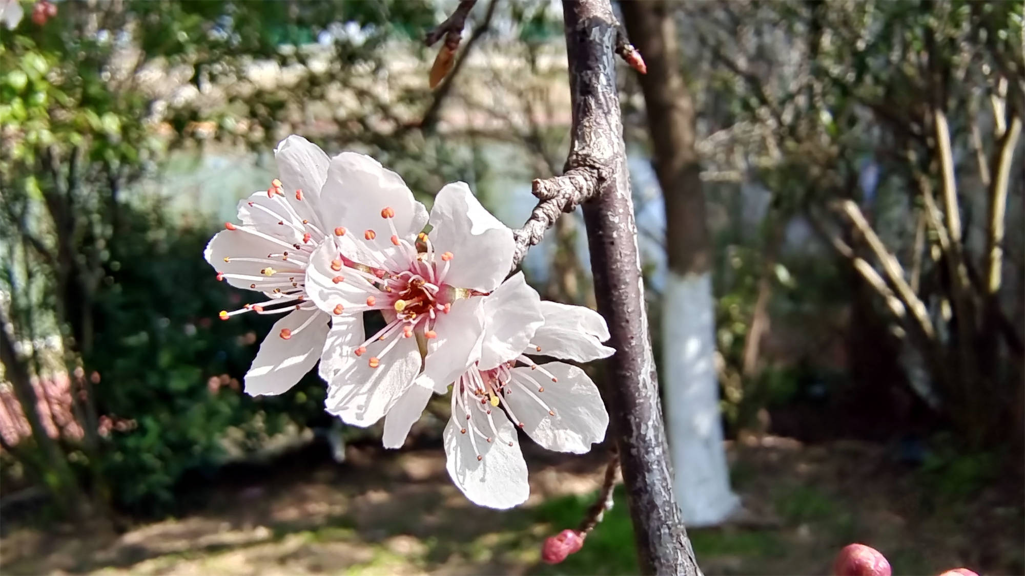 紫叶李开花图片大全图片