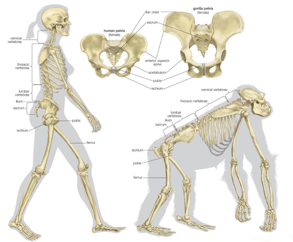 骨盆的重要标志图片