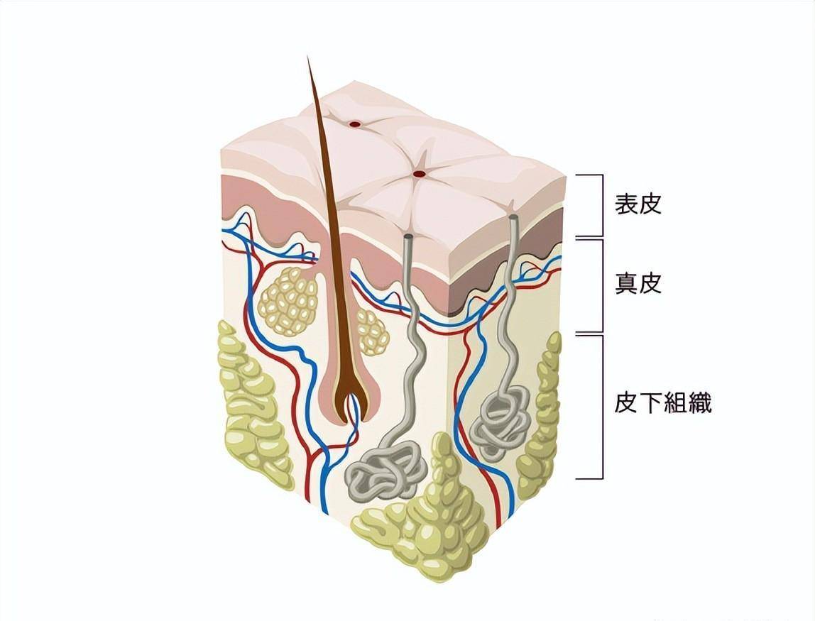 人體皮膚由表皮,真皮和皮下組織構成,並含有附屬器官(汗腺,皮脂腺