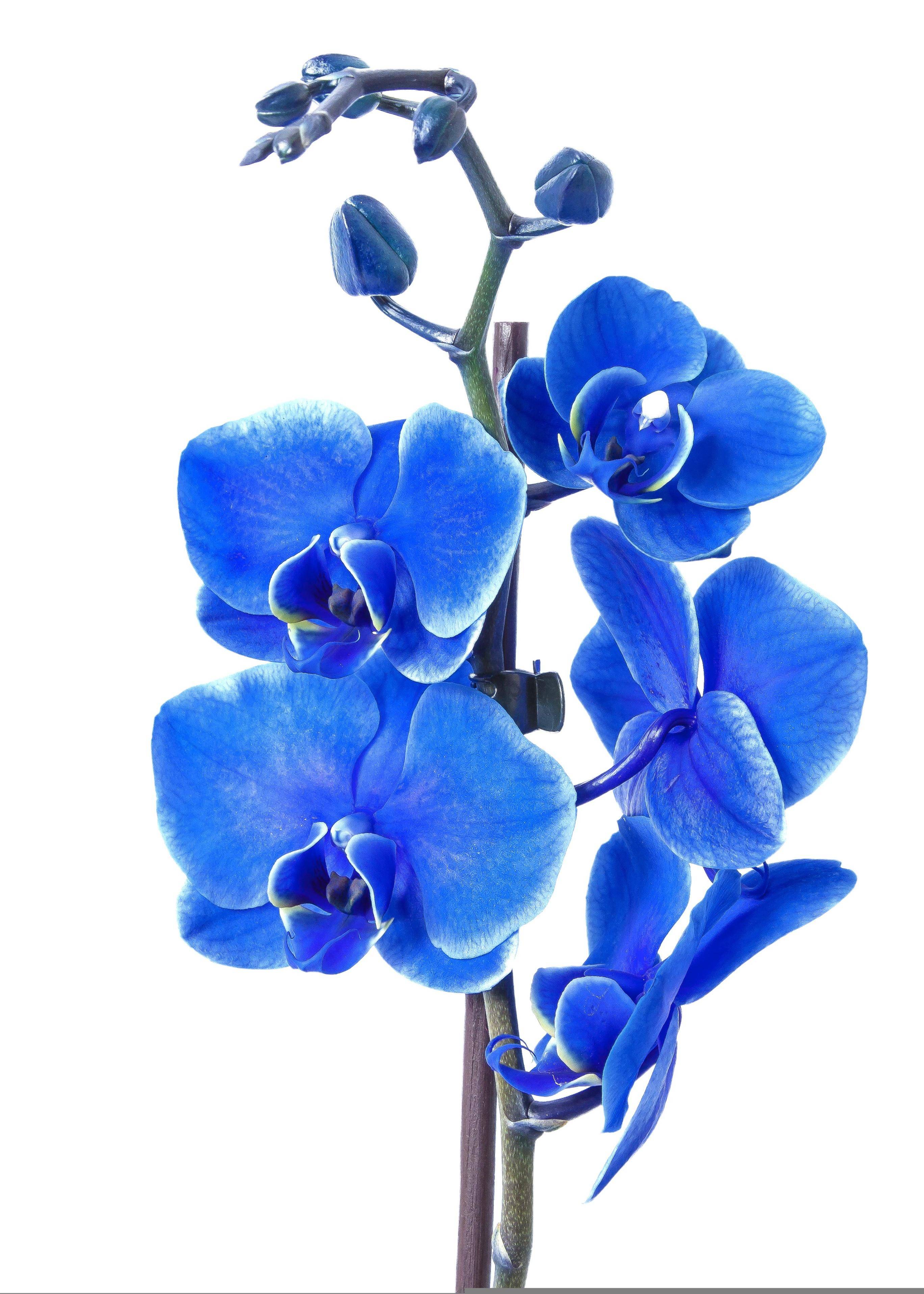 水仙花的气味蓝色图片