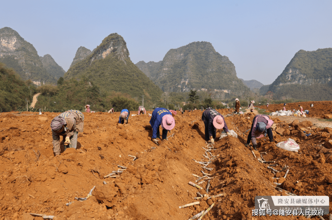 人勤春来早 基地种蔗忙