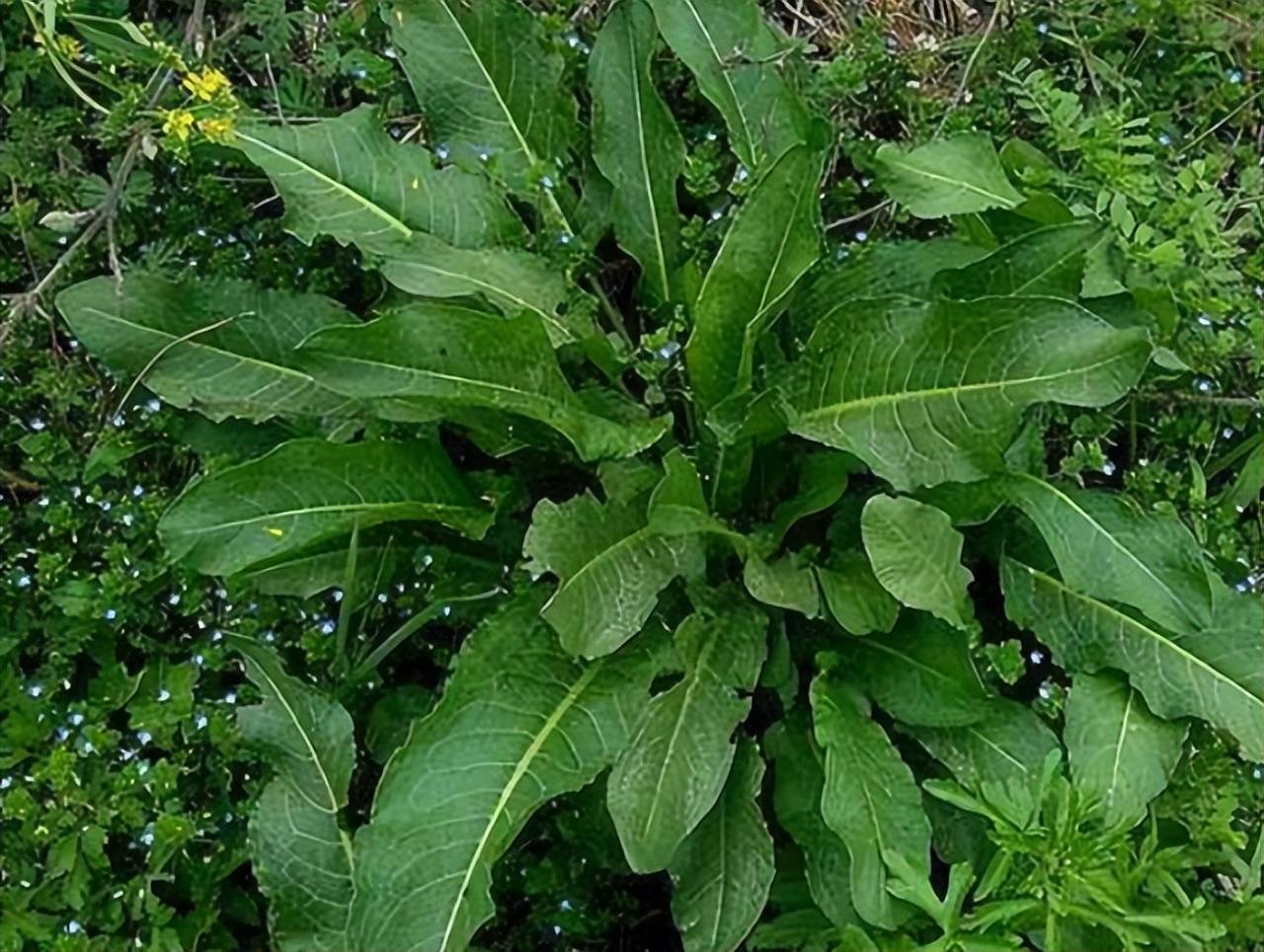 水沟里常见的野草,在农村称为牛舌头,是上好野菜22元一斤