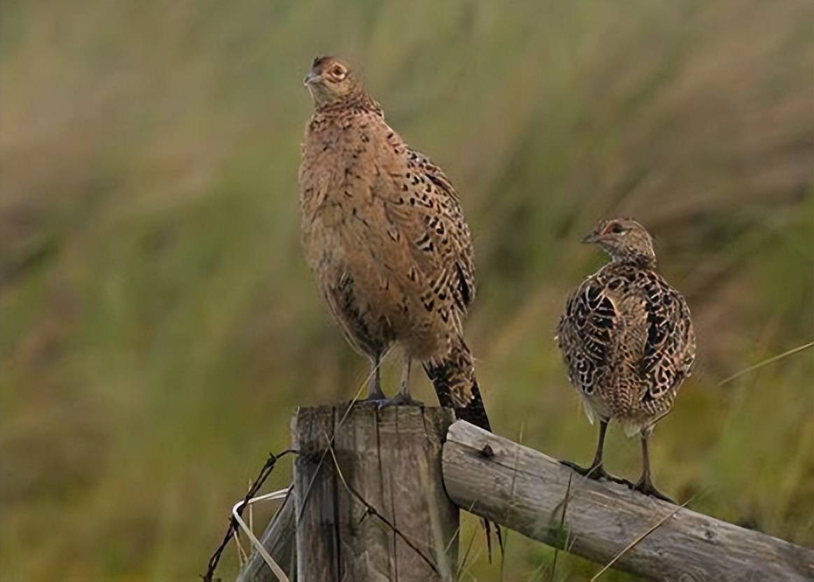 好吃好看营养高,东北野鸡泛滥成灾,为何中国吃货连碰都不敢碰?