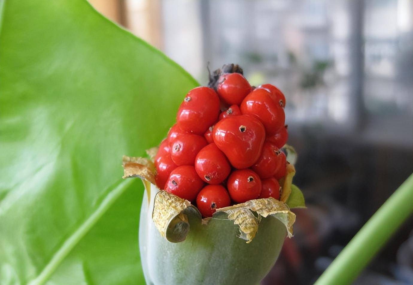 植物界的"真假美猴王"你会辨别吗_风雨_观音_滴水
