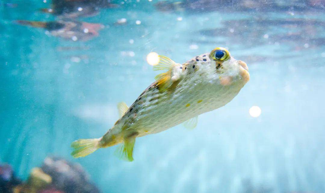 河豚_养殖_中阳