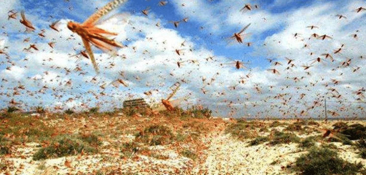 众所周知,从古至今,蝗虫灾害就困扰着农民,在《除