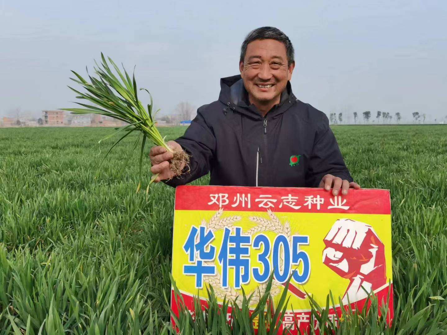 邓州云志种业:深入麦田查看华伟305大田的优势表现_刘集镇_刘卫东_杨