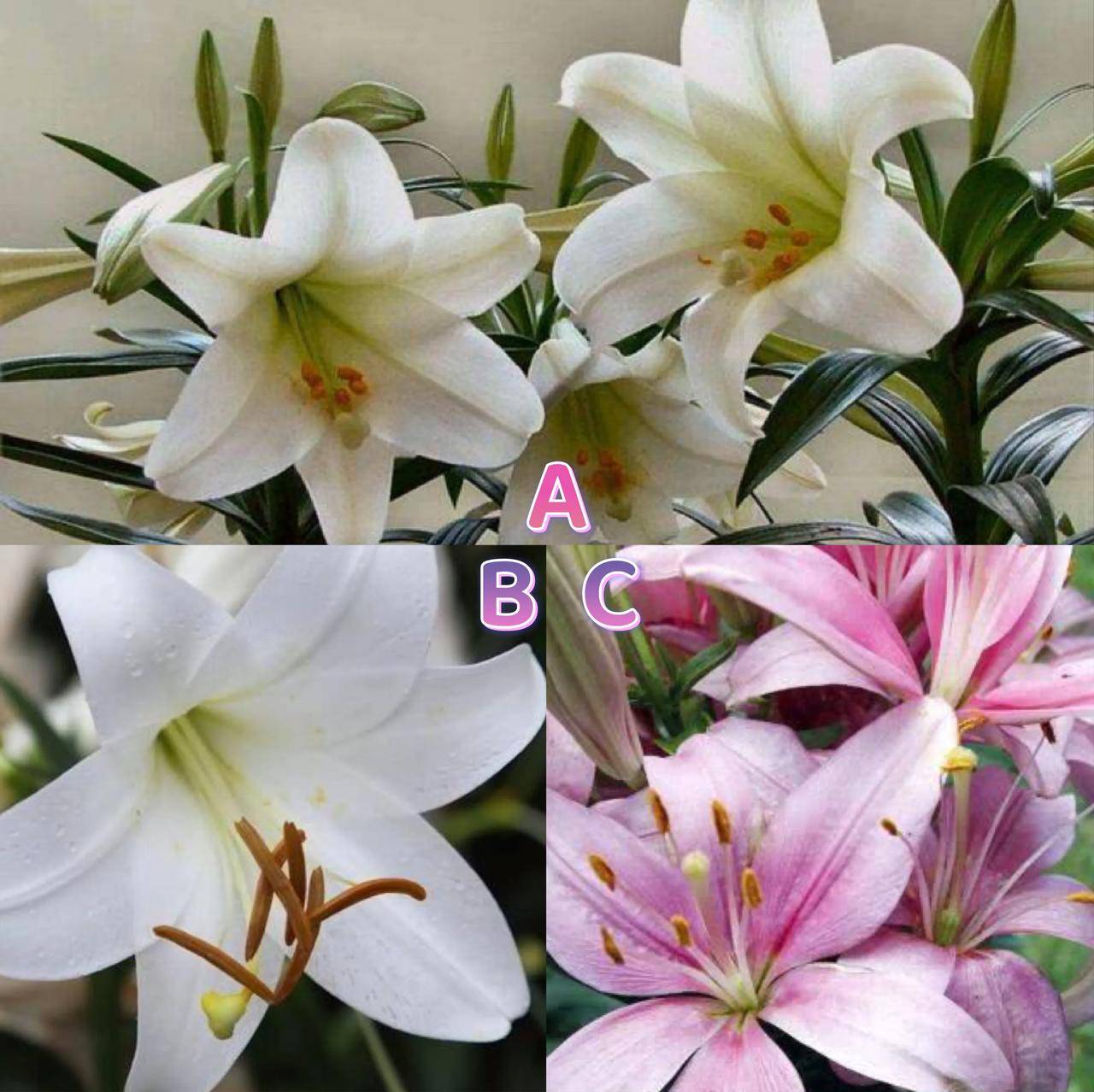 心理测验:三朵百合中哪一朵最纯洁?测一下你变成老油条的几率?