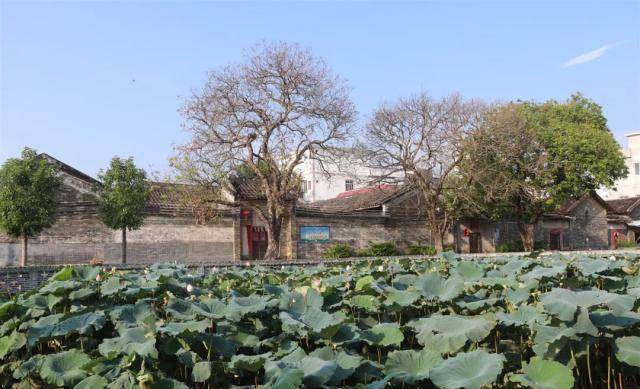 来一趟洊水稻香体验游,感受南国风情_梁村镇_怀集_何屋