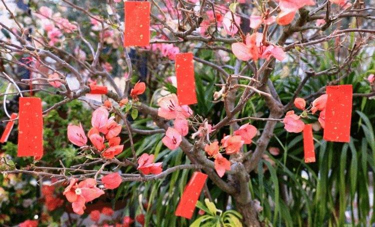 花朝节挂花祈福图片