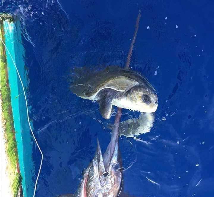 剑鱼为何屠杀鲨鱼成瘾?不攻击猎物而屠杀鲨鱼,企图颠覆食物链?