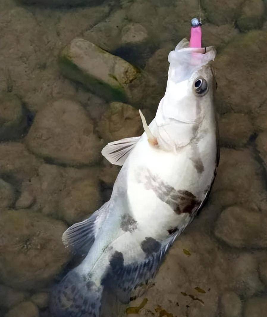 湖北钓鱼人钓起罕见大鳜鱼,网友呼吁将其放生_钓友_路亚_大鱼