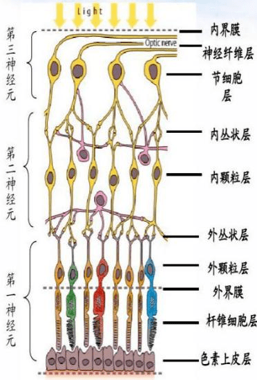 传递至大脑皮层并通过神经细胞视网膜负责感知外界的光表面具有神经