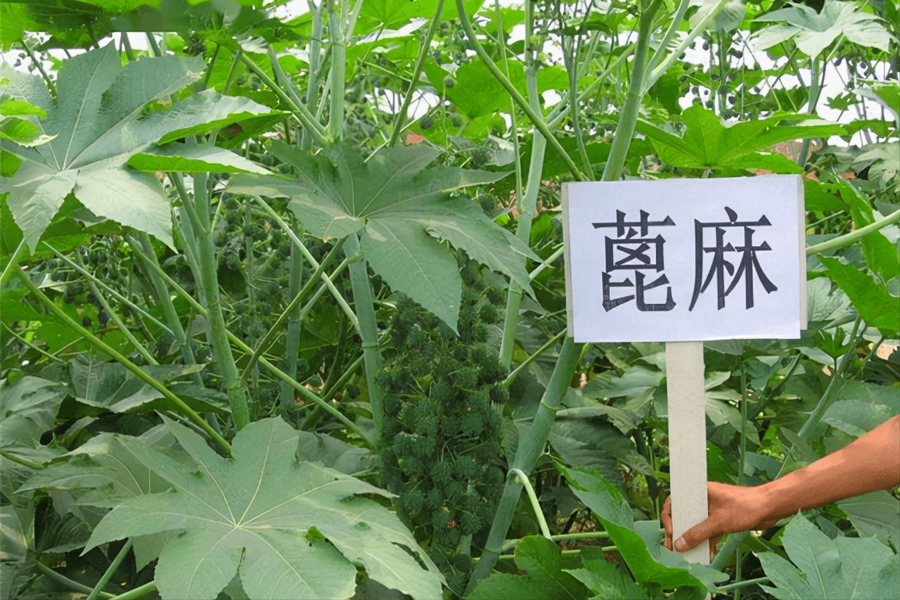 被美国列为重要战略物质,为何我国农村地区很常见_蓖麻毒素_石油_毒性