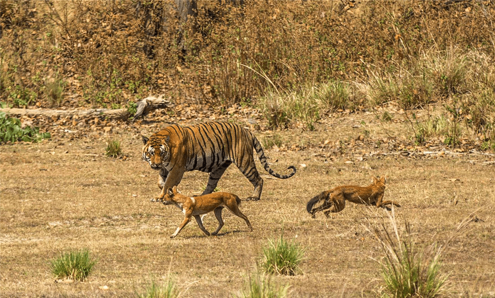5岁孟加拉虎捕杀1吨白肢野牛,先赶走抢食的豺群,又跑去追击斑鹿_小斑