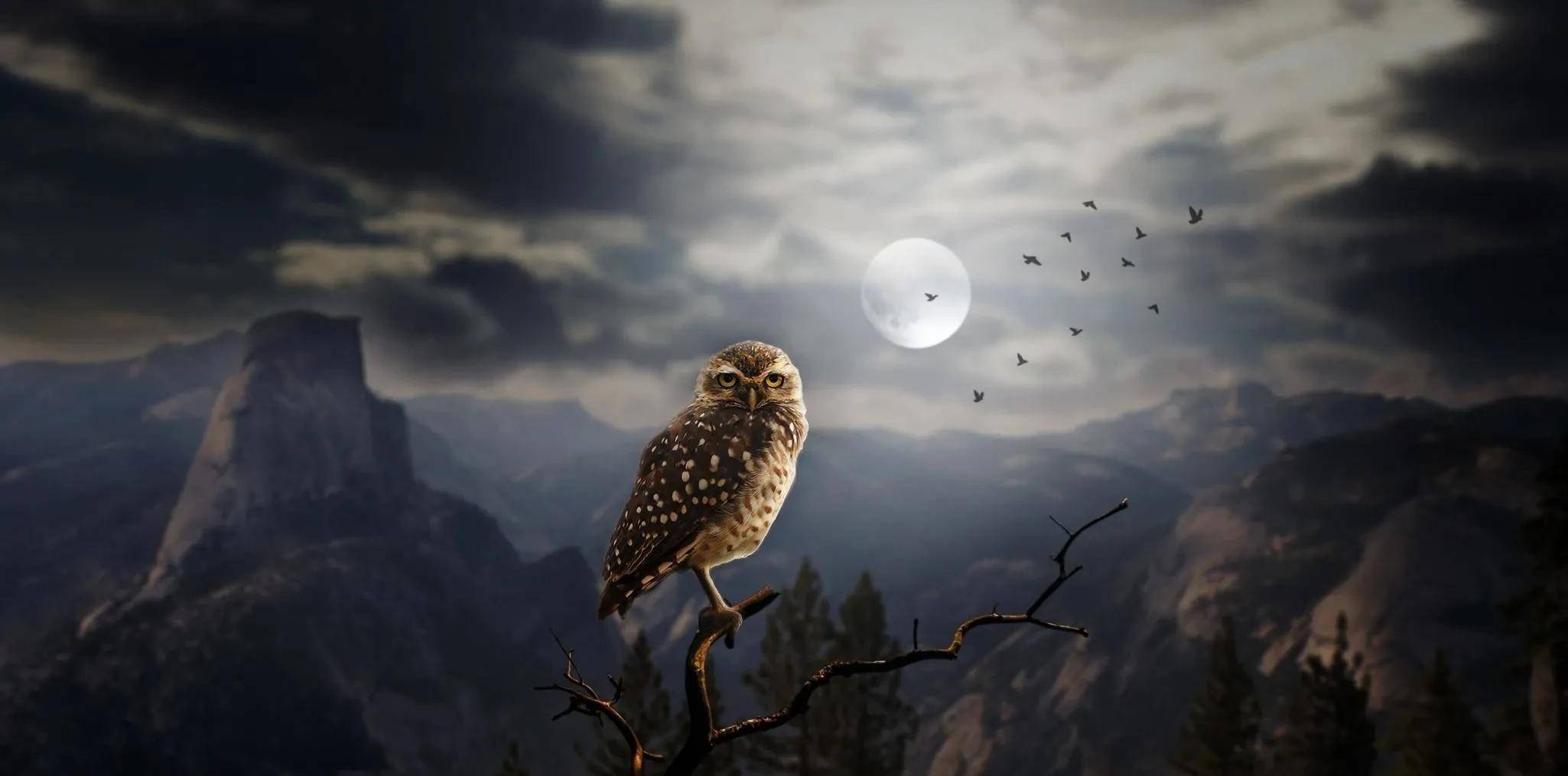 在农村人们特别讨厌猫头鹰,甚至把它称为"报丧鸟".