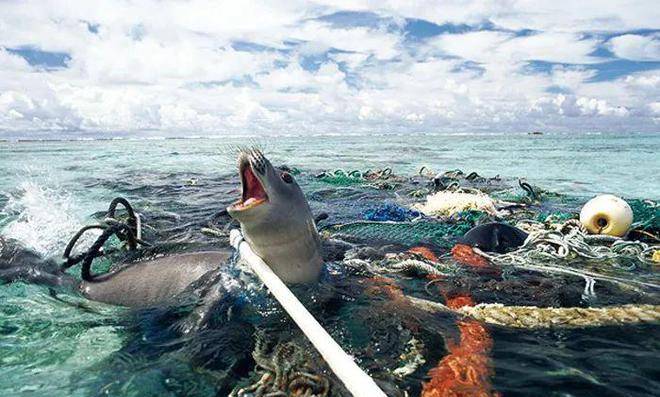 塑料海洋纪录片简介图片