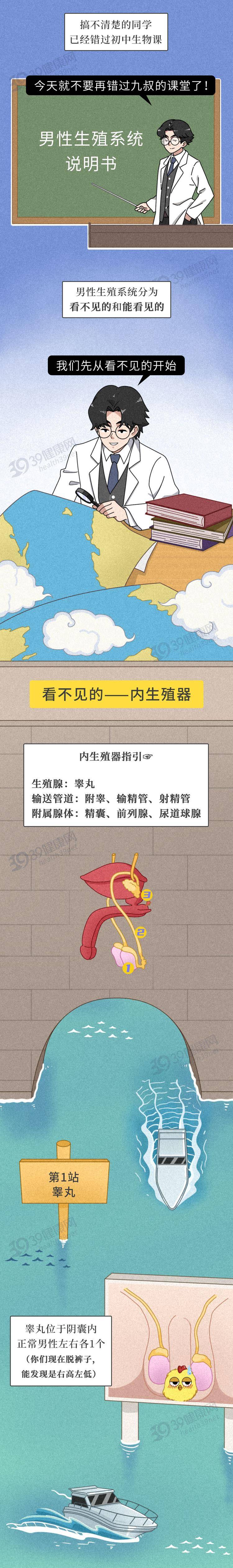 男性的生殖系统,你真的了解吗?包含哪些器官?都有什么功能?