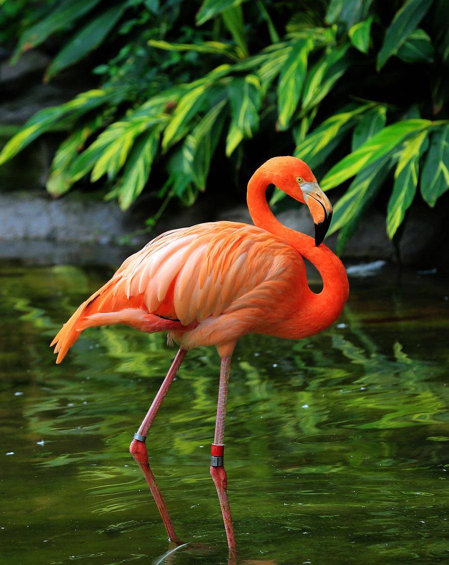 一身像火燃烧的红色羽毛——火烈鸟_时候_食物_雌鸟