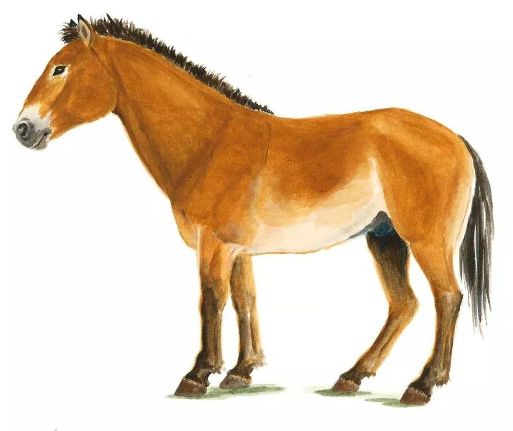 为何很少有人吃马肉_人类_驯化_战争