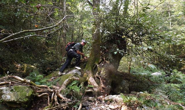 冒险家探索原始森林而且何文坦并未给他讲过有关人类世界的样子,他