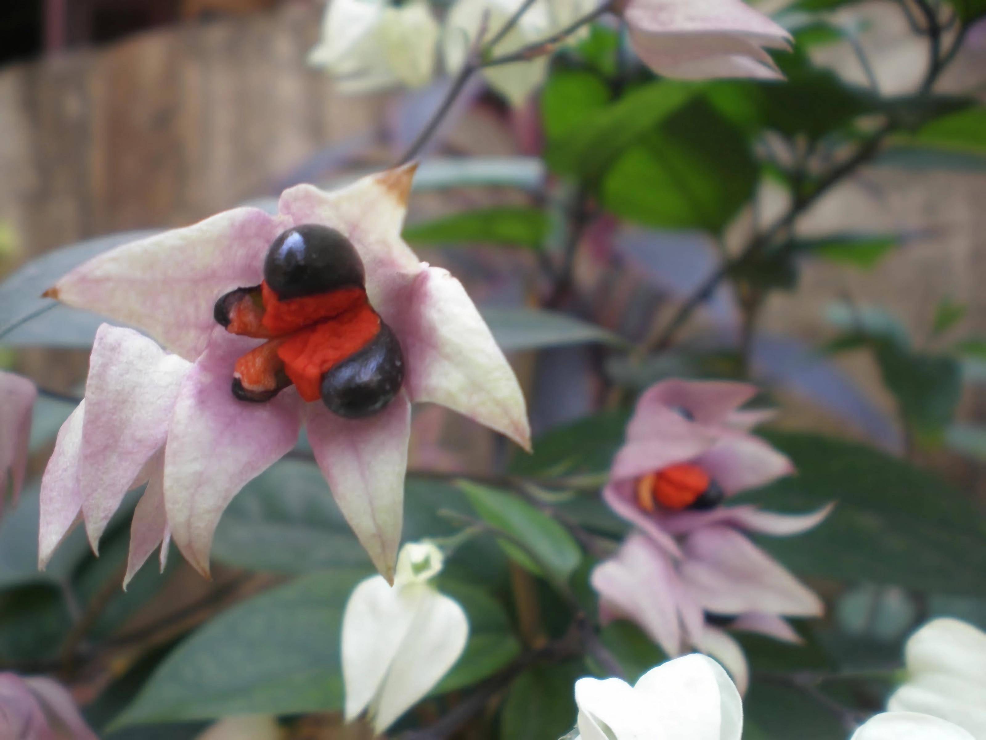龙吐珠种子通常发芽缓慢,需要几周到几个月的时间才能发芽.