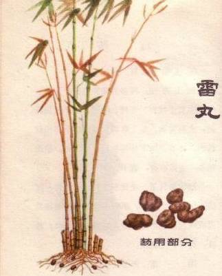 关于雷丸的来历,李时珍在《本草纲目》中记载了一则故事:"杨勔中年得