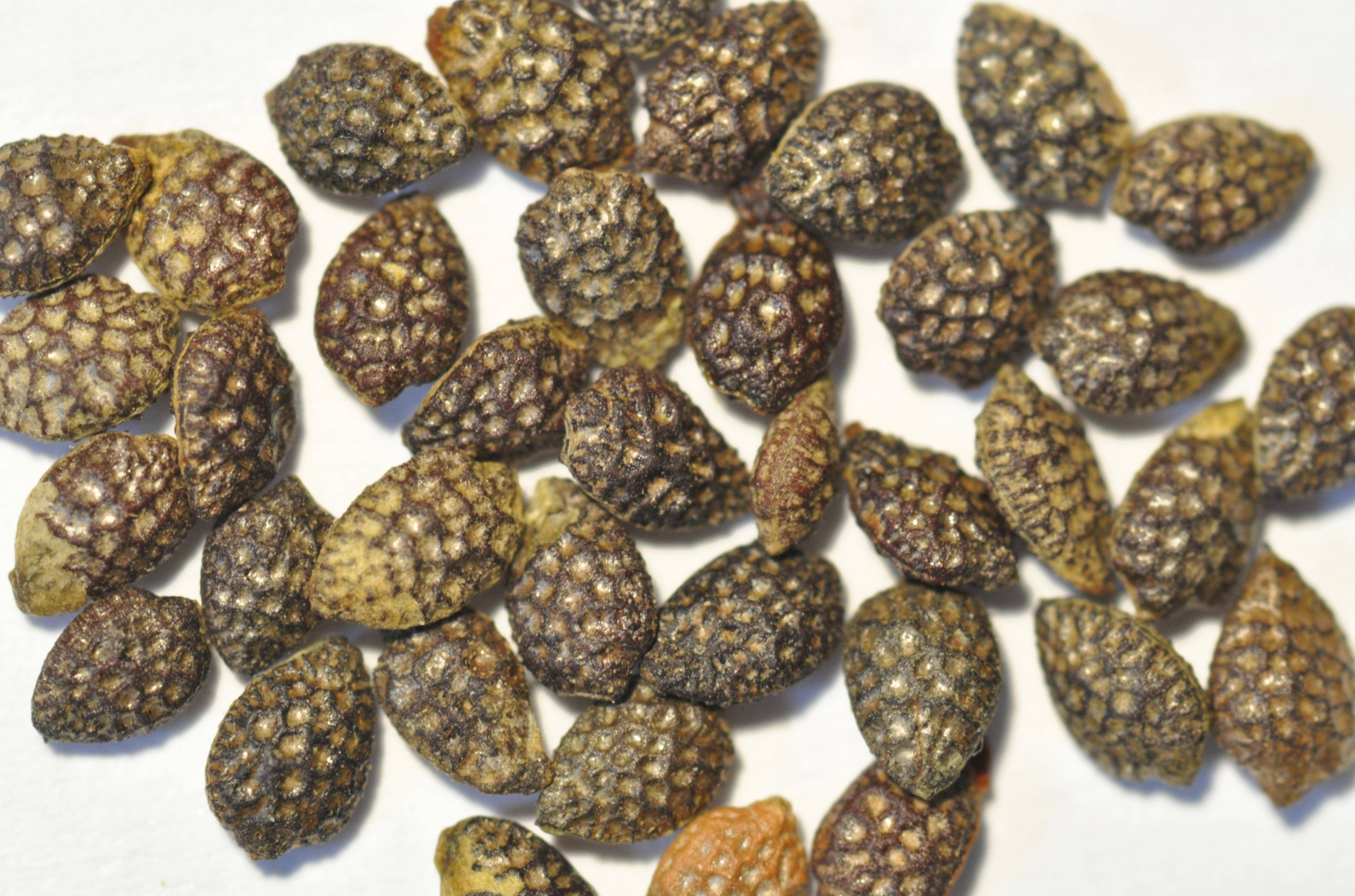 世界上那些奇形怪状的种子,每一颗都孕育着希望,你知道几种?