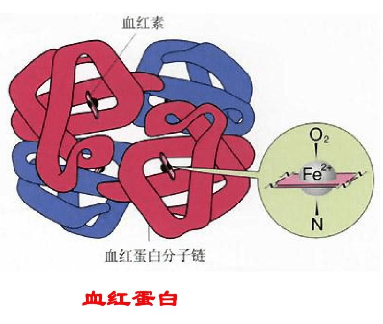 氧合血红蛋白示意图图片