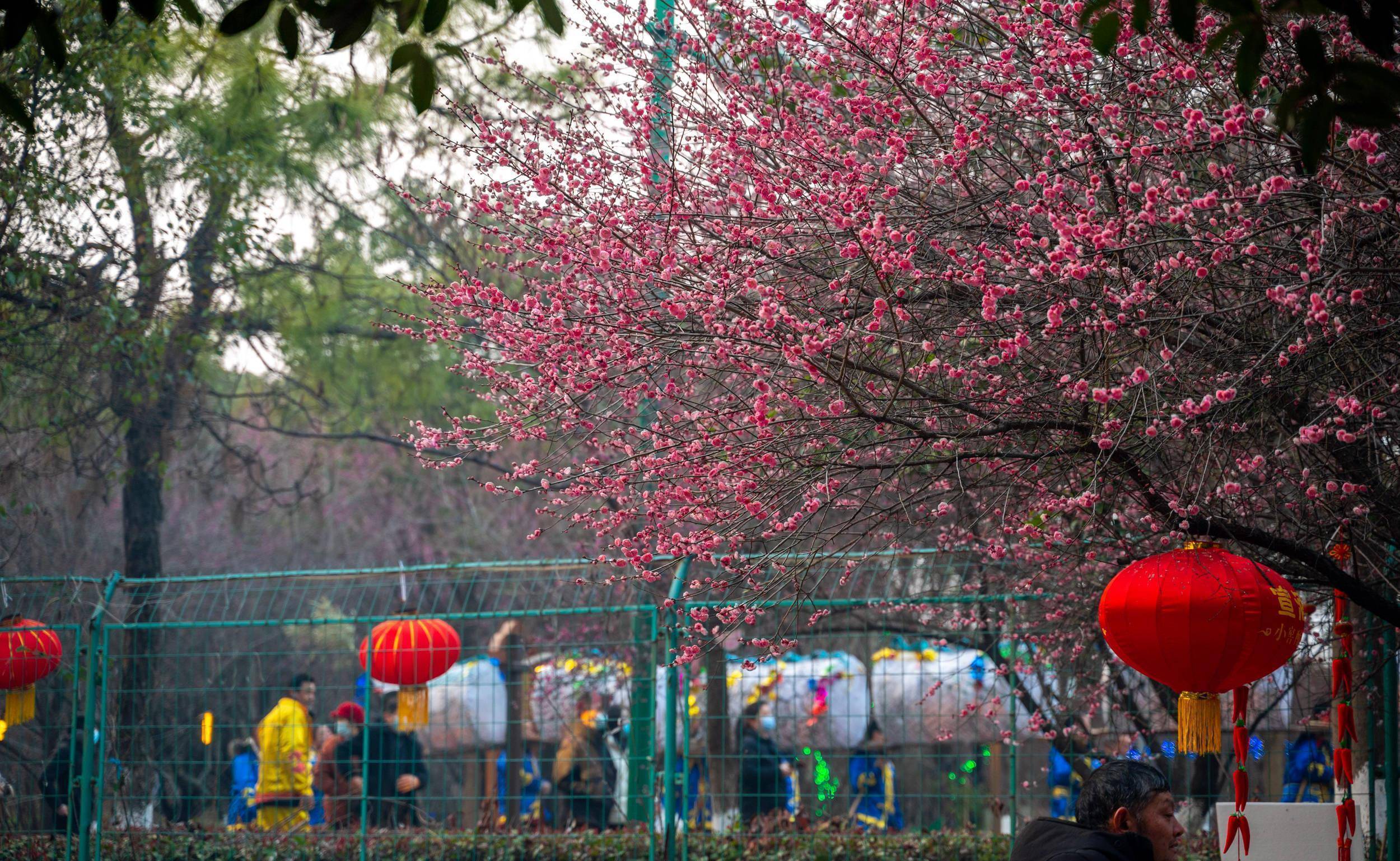 傅家边梅花节2022门票图片