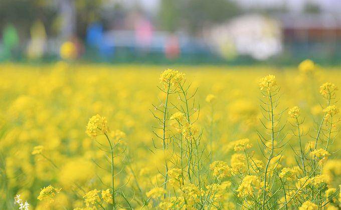 保定有一处千亩油菜花海,这里山清水秀环境美,千万别错过