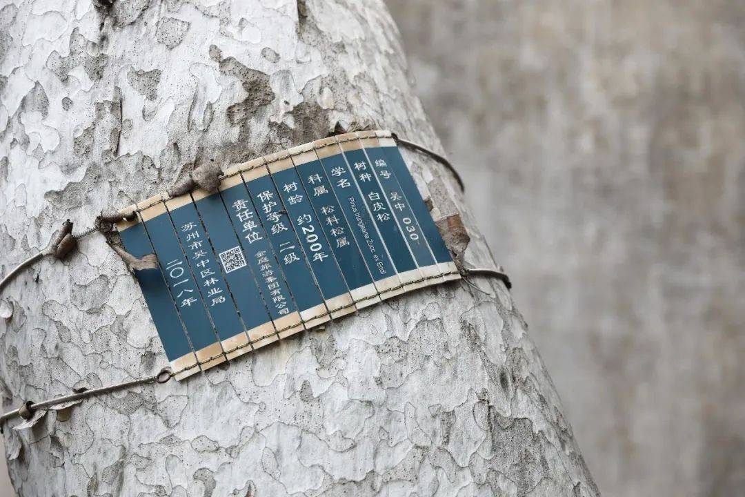 树碑立传|轩亦空此树,当为谁所顾_蔡氏_洞庭_西山