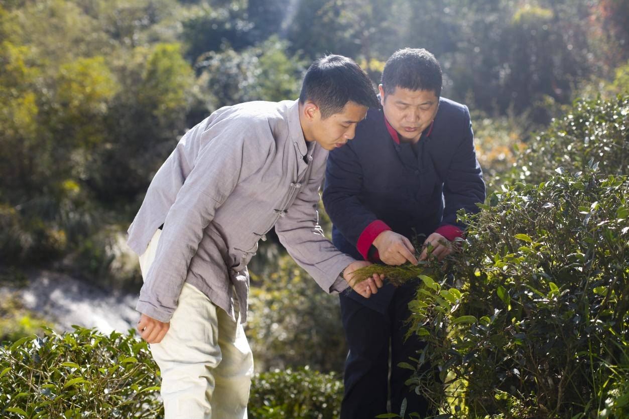 心頭肉「餘氏雙重工藝」,尋見好巖茶!_武夷山_茶葉_生產