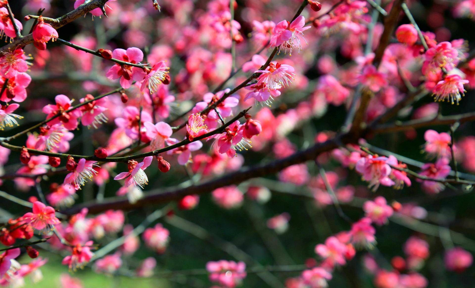 杭州八大赏梅景点推荐,园林山野,寺院祠堂,各种"梅"景欣赏_梅花_灵峰