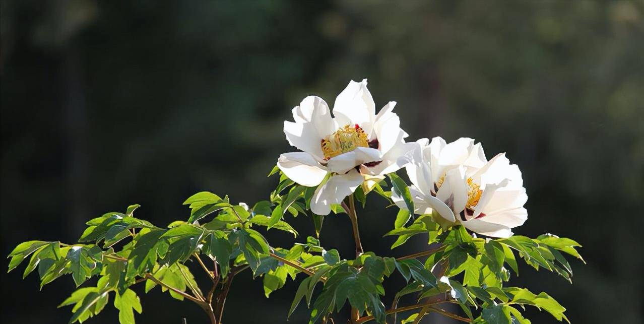 古县旅游景点,蔺相如的故里,还有一棵超过千年的野生白牡丹_故事_游客